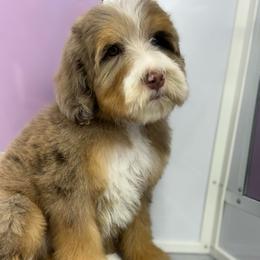 Reese - Chocolate merle female Bernedoodle puppy in Temecula, California from Country Hills Doodles