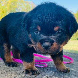 Dark pink girl - Black and mahogany female Rottweiler puppy in Industry, Illinois from KDKs Kennels