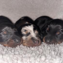 Dachshund puppies from JB Dachshunds