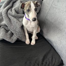 Whippet Puppies from Hertzog  Whippets