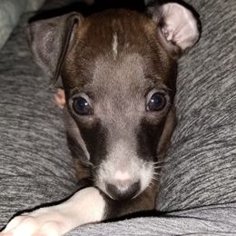 Ouray - White and black female Italian Greyhound puppy in Colorado City, Arizona from Moon Valley Italian Greyhounds