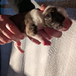 Girl 2 - White and brindle female American Bulldog puppy in La Porte, Indiana from Slayton's American Bulldogs