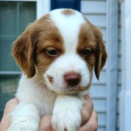 White boy - Orange and white male Brittany puppy in Mertztown, Pennsylvania from Whispering Hills Gun Dogs