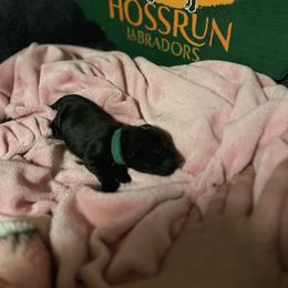 Green Collar - Labrador Retriever puppy from Hossrun Labradors