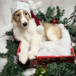 Collie and Yorkshire Terrier Puppies from Jolly Collies & Kingdom Elite Yorkshire Terriers