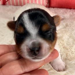 Margarita - Black tan and white female Biewer Terrier puppy in Stockbridge, Georgia from Jenn’s Georgia Morkies and Biewer Terriers