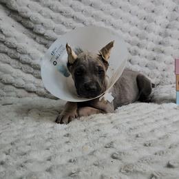 Green collar - Gray and fawn female Cane Corso puppy in Fritch, Texas from Carrie Brown's Cane Corsos