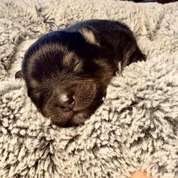 Nova - Tri-colored female Pomeranian puppy in Atlanta, Georgia from Merle Paws Pomeranians