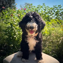 Linus - Black and white male Sheepadoodle puppy in Danville, Indiana from Marley’s Doodle Ranch