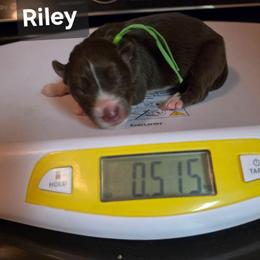 Riley - Red and white male Siberian Husky puppy in Buckeye, Arizona from Anime Huskies