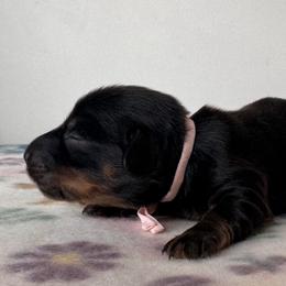 Sally - Black and tan female Dachshund puppy in Wallingford, Kentucky from Hensley Homestead Dachshunds