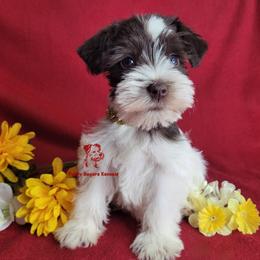 Ci Ci - Parti female Miniature Schnauzer puppy in Fairhope, Alabama from Puppy Sugars Kennels