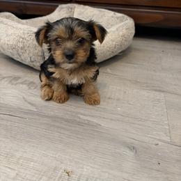 Nellie - Black and tan female Yorkshire Terrier puppy in Yukon, Oklahoma from Sweet Pea's Yorkies