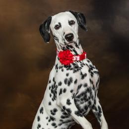 Dalmatians from Dallas Dalmatians