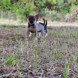 Felicity - Chocolate sabled fawn female Chihuahua puppy in Weatherford, Texas from Small and Mighty Chihuahuas