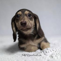 Marcus - Chocolate and cream male Dachshund puppy in Oklahoma City, Oklahoma from OkieDoxieland Dachshunds