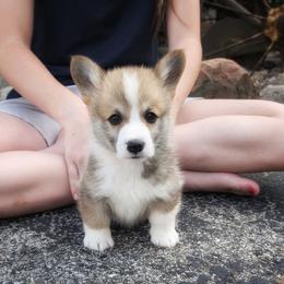 Yves - Red male Pembroke Welsh Corgi puppy in Coleman, Michigan from Salt Creek Farm Dogs