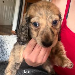 Jax - Brindle male Dachshund puppy in Lakecreek, Oregon from Forever Doxie