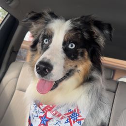 Sterling - Australian Shepherd