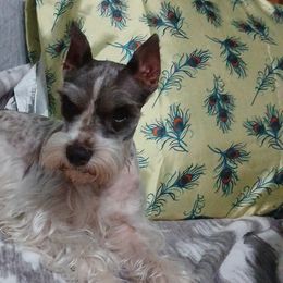 Miniature Schnauzers, Poodles, Schnoodles, and Whoodles from Kaleidoscope Kennels