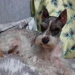 Miniature Schnauzers, Poodles, Schnoodles, and Whoodles from Kaleidoscope Kennels