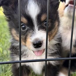 Boy 1 - Black tri male Miniature Australian Shepherd puppy in Arcadia, Indiana from Sunset Cowgirl Mini Aussies