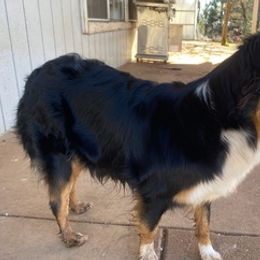 Australian Shepherds from Hopper Farms