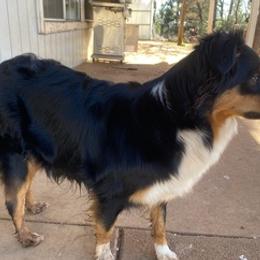 Australian Shepherds from Hopper Farms