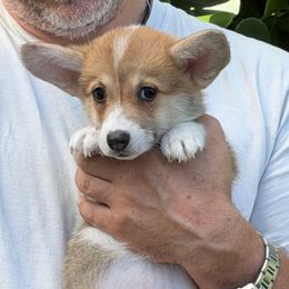 Algiz Gebo Hollyberry (Girl 3) - Sable female Pembroke Welsh Corgi puppy in Hallandalle, Florida from Algiz Gebo