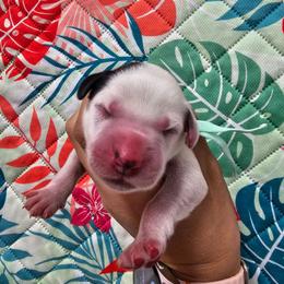 Teal- Charlie - White and black female Dalmatian puppy in Gray, Georgia from Fuller Spots