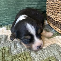 Frank- Fluffy - Black and tan male Pembroke Welsh Corgi puppy in Stillwater, Oklahoma from Steele Family Farms