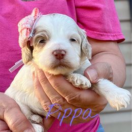 Pippa - Red female Cockapoo puppy in Mocksville, North Carolina from Little Bear Doodles