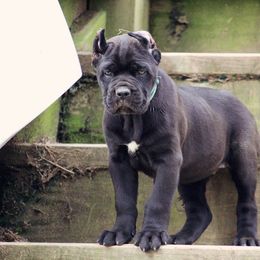 Cane Corso Puppies from Coastal View Kennels