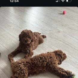 Chow Chow, Goldendoodle, and Poodle Puppies from Regal Canine Creations