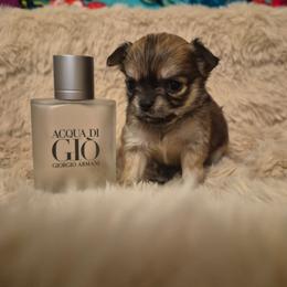 Rocco - Sable spotted white male Chihuahua puppy in Lake City, Florida from Faith's Heavenly Chihuahuas