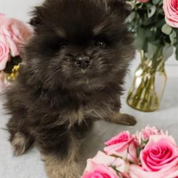 Cinder - Black and tan male Pomeranian puppy in North Port, Florida from POMRITA POM’S