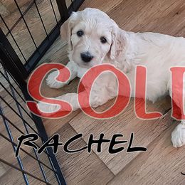 Rachel - Goldendoodle puppy in Elkton, Virginia from Stoney Creek Doodles