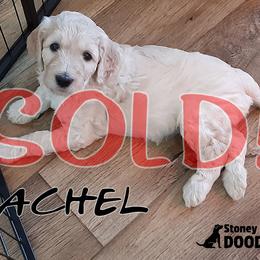 Rachel - Goldendoodle puppy in Elkton, Virginia from Stoney Creek Doodles