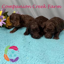 Eons - Chocolate female Labradoodle puppy in Bowman, Georgia from Companion Creek Farm