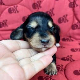 Girl 3 - female Dachshund puppy in Browns Valley, California from Hidden Oaks Dachshunds