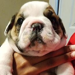 Bulldogs from Happy Bulldog Kennel