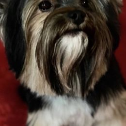 Maxx - Yorkshire Terrier
