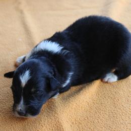 Chandler - Black tri-color male Australian Shepherd puppy in Kansas, Oklahoma from Windy G Farm