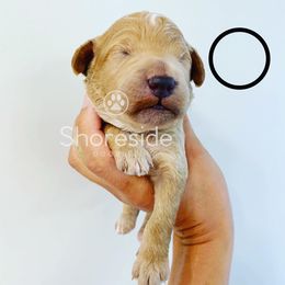 Boy 1 - Goldendoodle puppy in Morehead City, North Carolina from Shoreside Doodles
