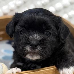 Shichons from Burton Creek Puppies