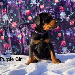 Purple - Black and rust female Doberman Pinscher puppy in Knox, Indiana from Double River Dobermans