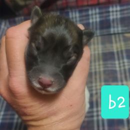 B2 - Black male Anatolian Pyrenees puppy in Farmersville, Texas from Up Shinn Creek