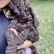 Barbet Puppies from Hydrangea Hills Farm