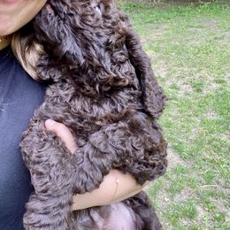 Barbet Puppies from Hydrangea Hills Farm