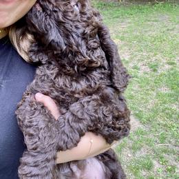 Barbet Puppies from Hydrangea Hills Farm